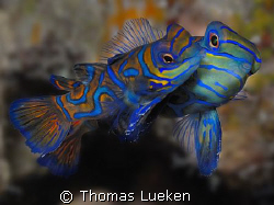 mating Mandarins by Thomas Lueken 